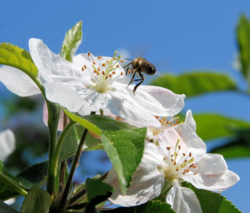 3050_09 Eine Biene fliegt in die weit geöffnete Kirschblüte - Obstanbaugebiet Altes Land. | Fruehlingsfotos aus der Hansestadt Hamburg; Vol. 2